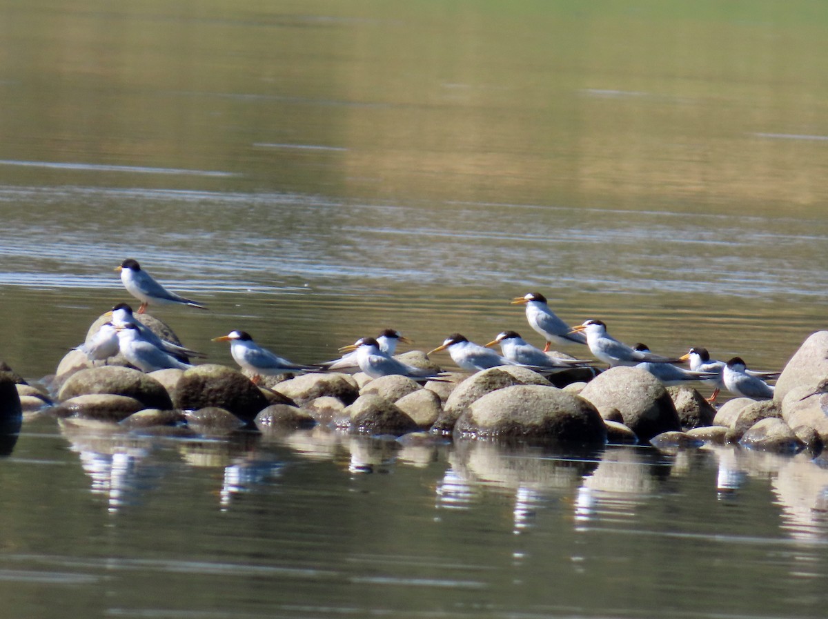 コアジサシ - ML646696047