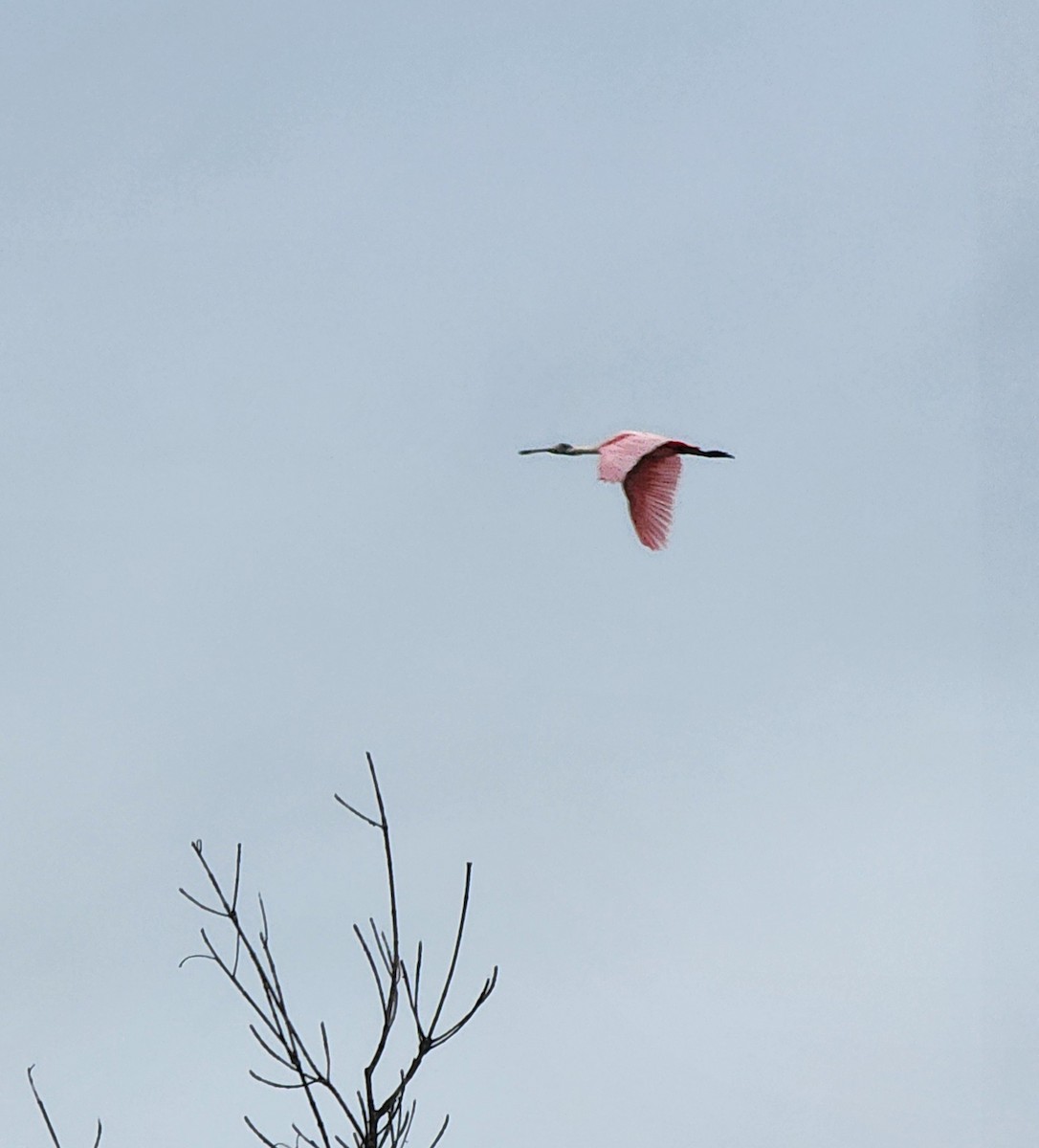 Roseate Spoonbill - ML646696048