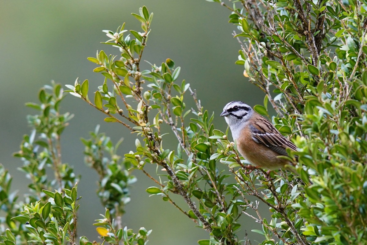 Bruant fou - ML646696049