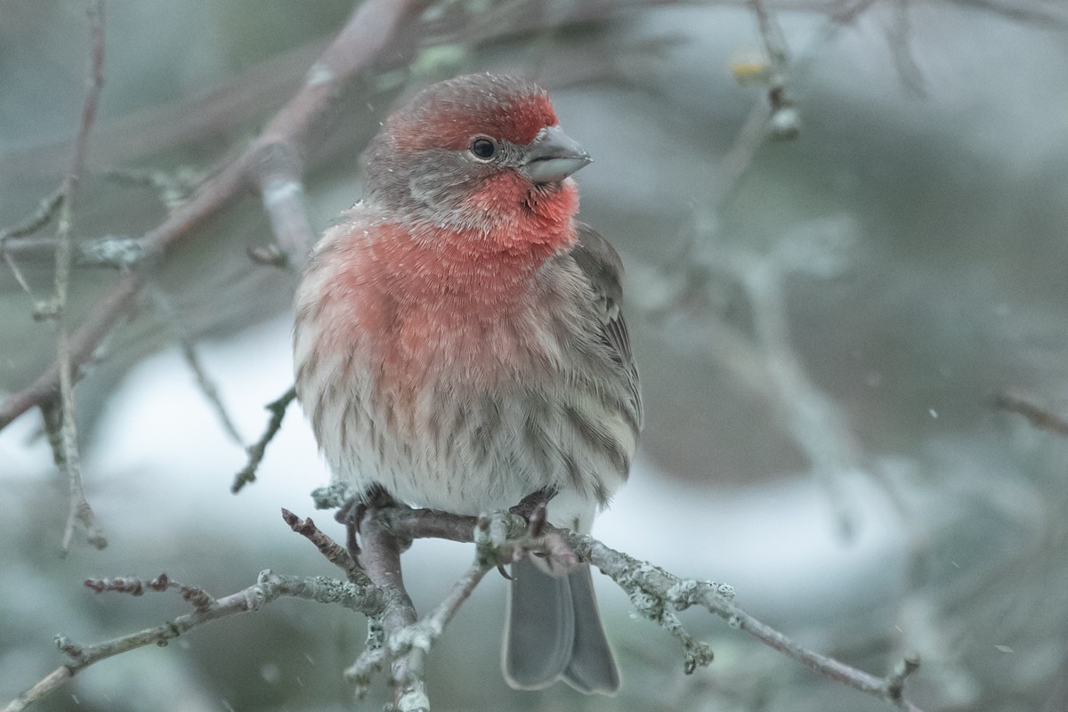 メキシコマシコ - ML646696051