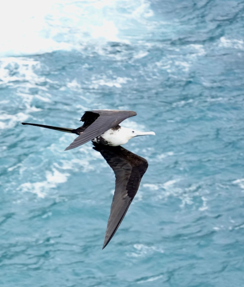 Magnificent Frigatebird - ML646696052