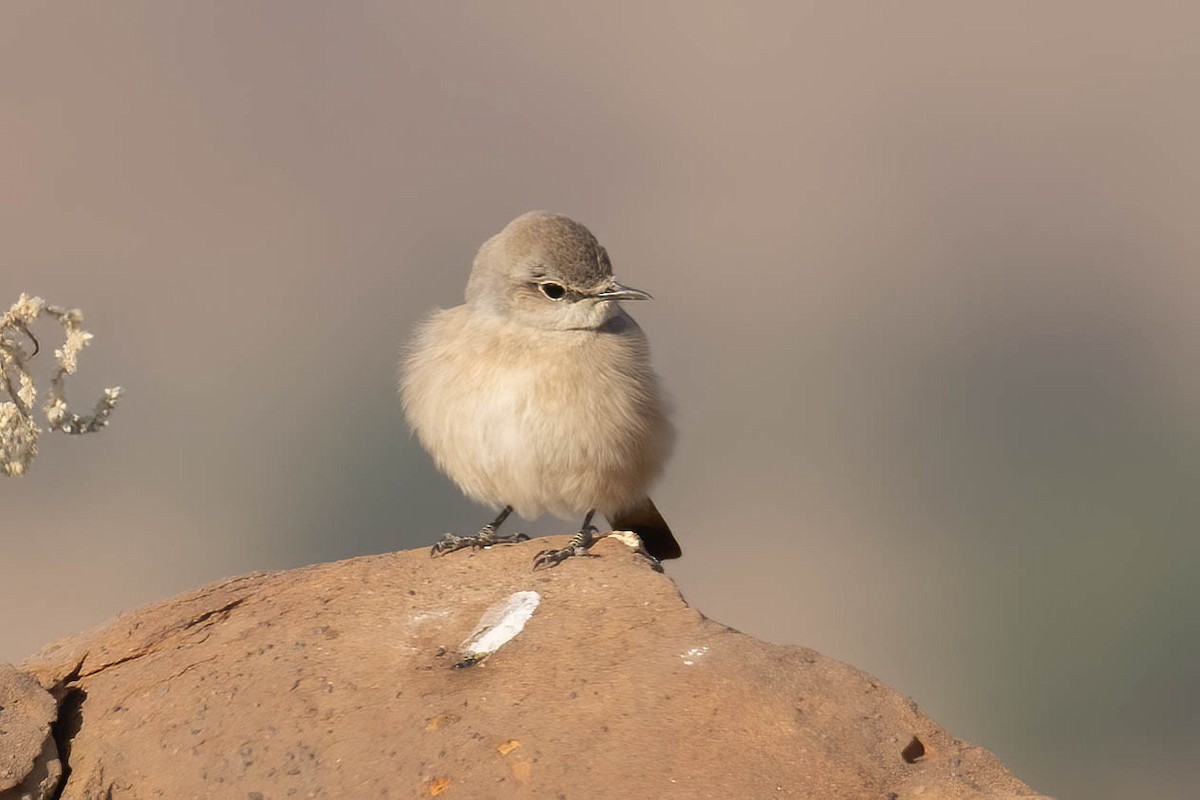 Persian Wheatear - ML646696053