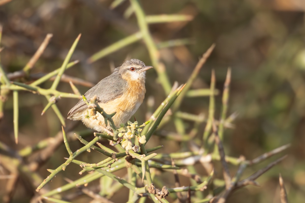 Northern Crombec - ML646696054