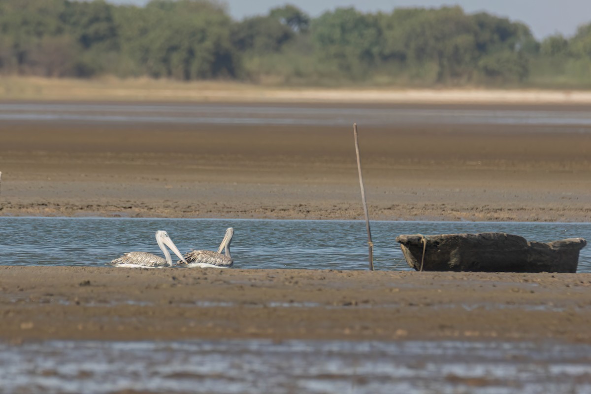 Pink-backed Pelican - ML646696056