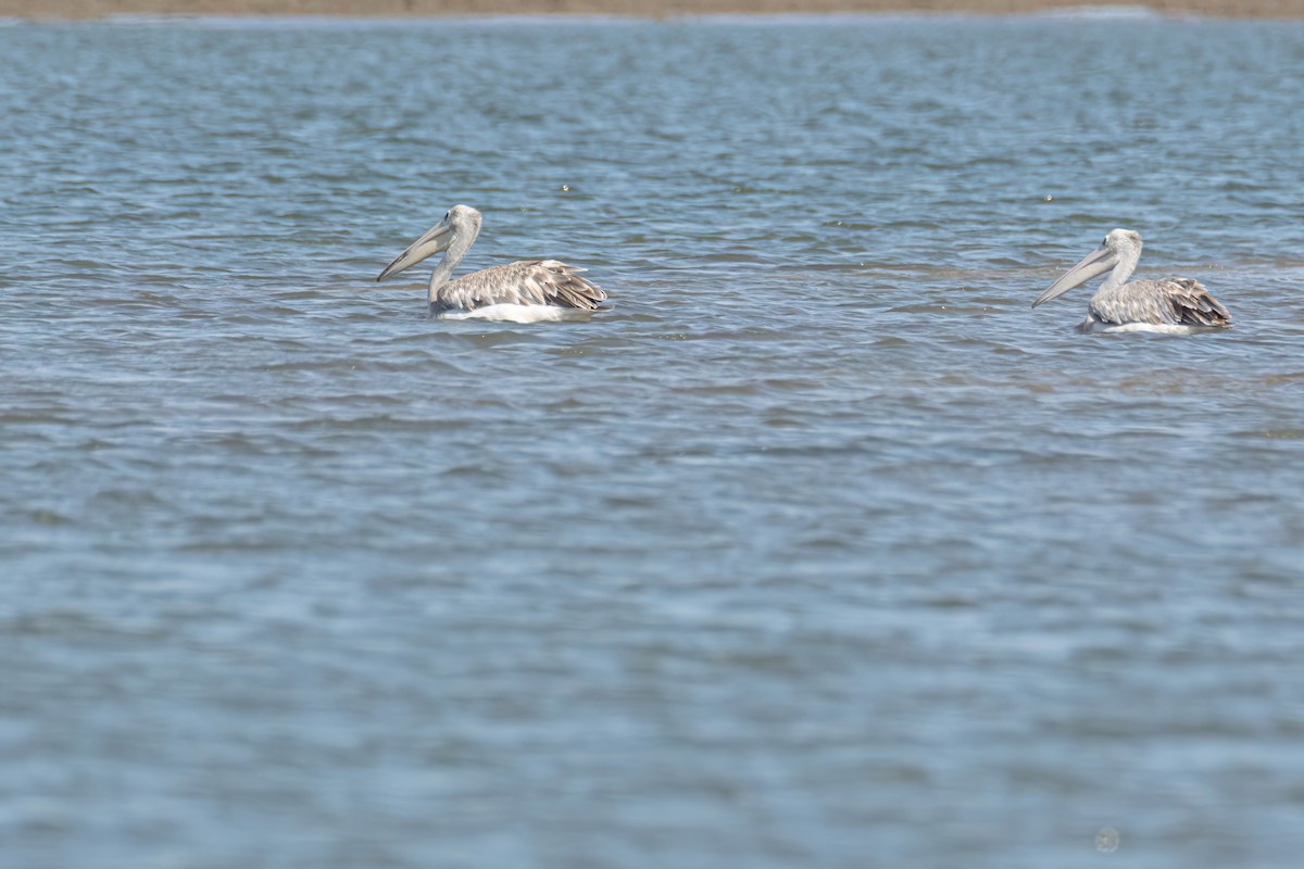Pink-backed Pelican - ML646696057