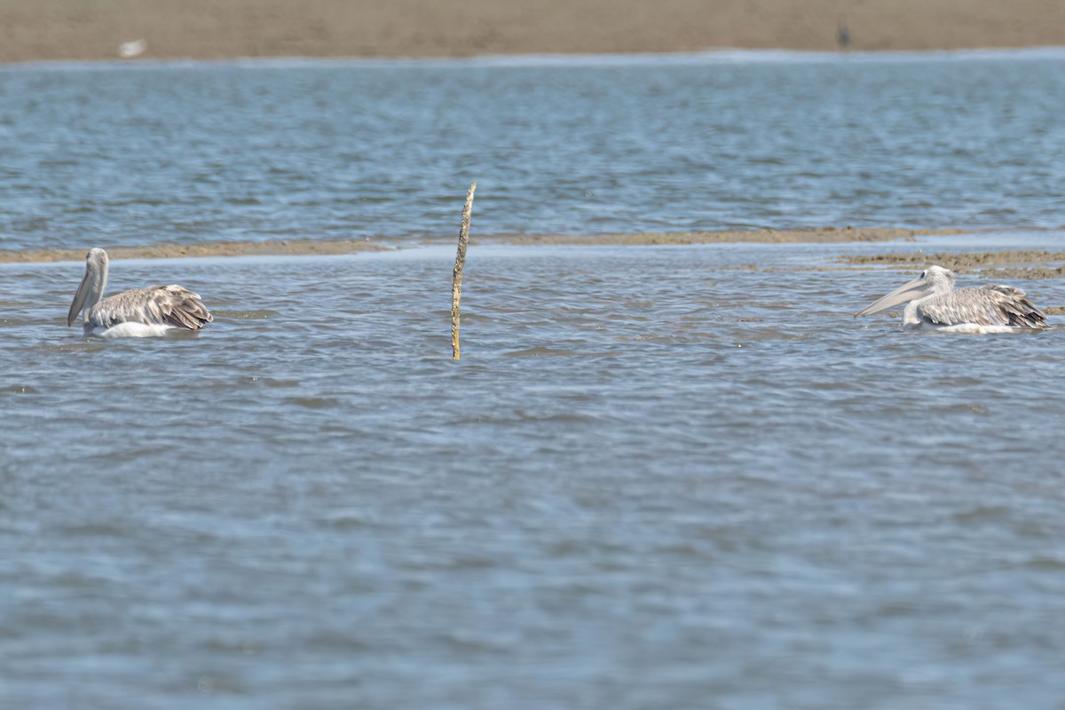 Pink-backed Pelican - ML646696058