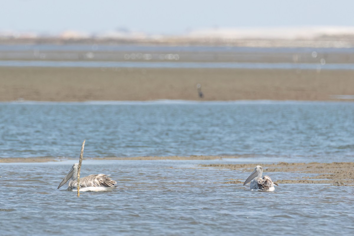 Pink-backed Pelican - ML646696059