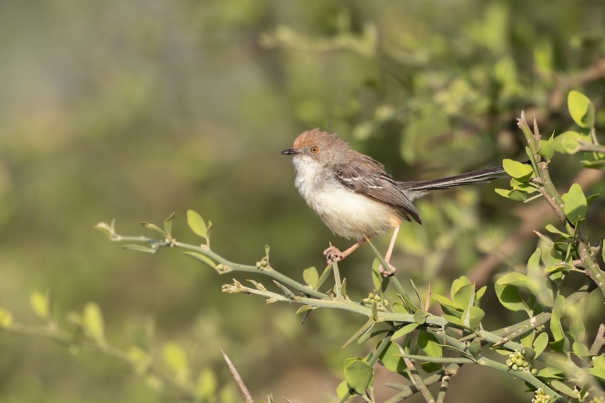 Red-fronted Prinia - ML646696060