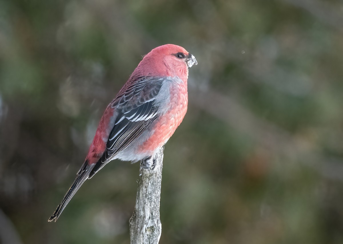 Pine Grosbeak - ML646696061