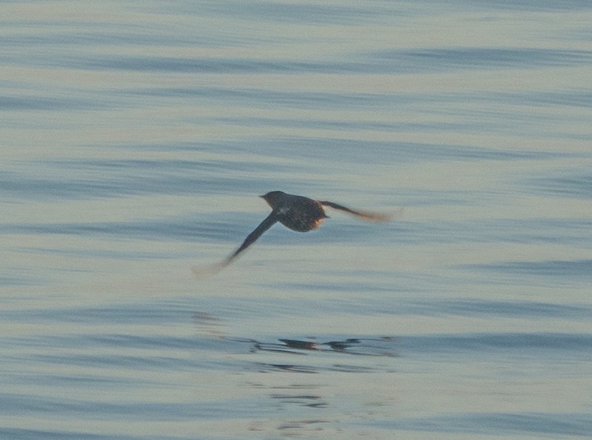 Marbled Murrelet - ML646696062