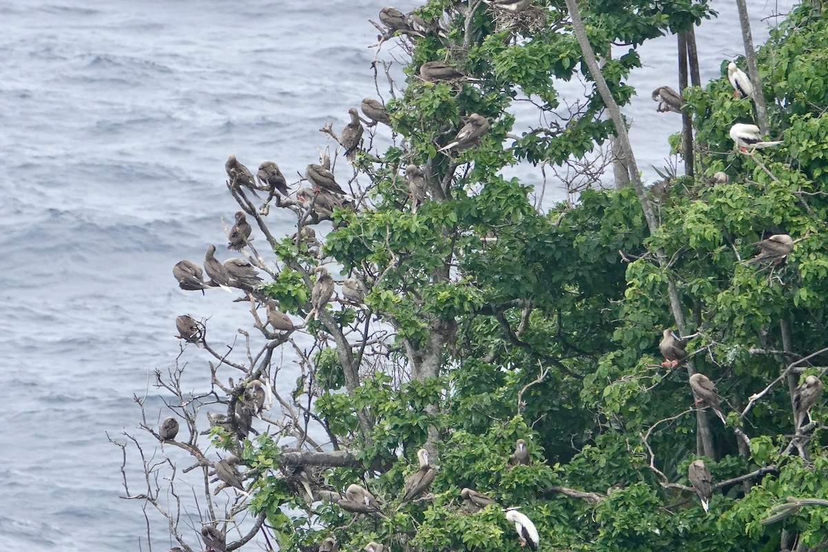Red-footed Booby - ML646696063