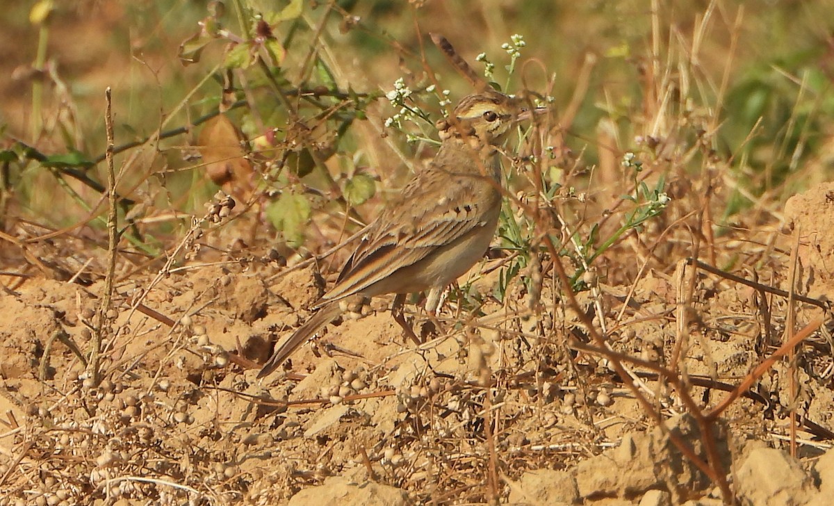 linduška úhorní - ML646696078
