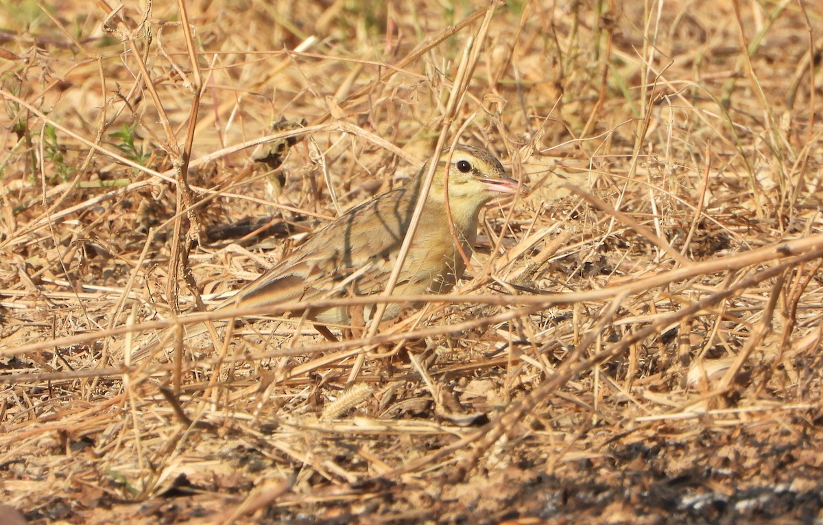 Tawny Pipit - ML646696081