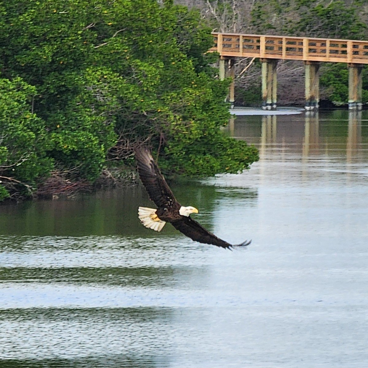 Bald Eagle - ML646696088