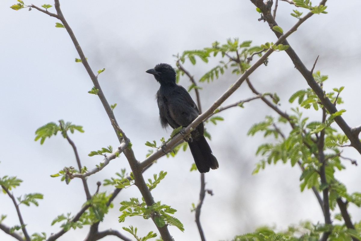 Slate-colored Boubou - ML646696089