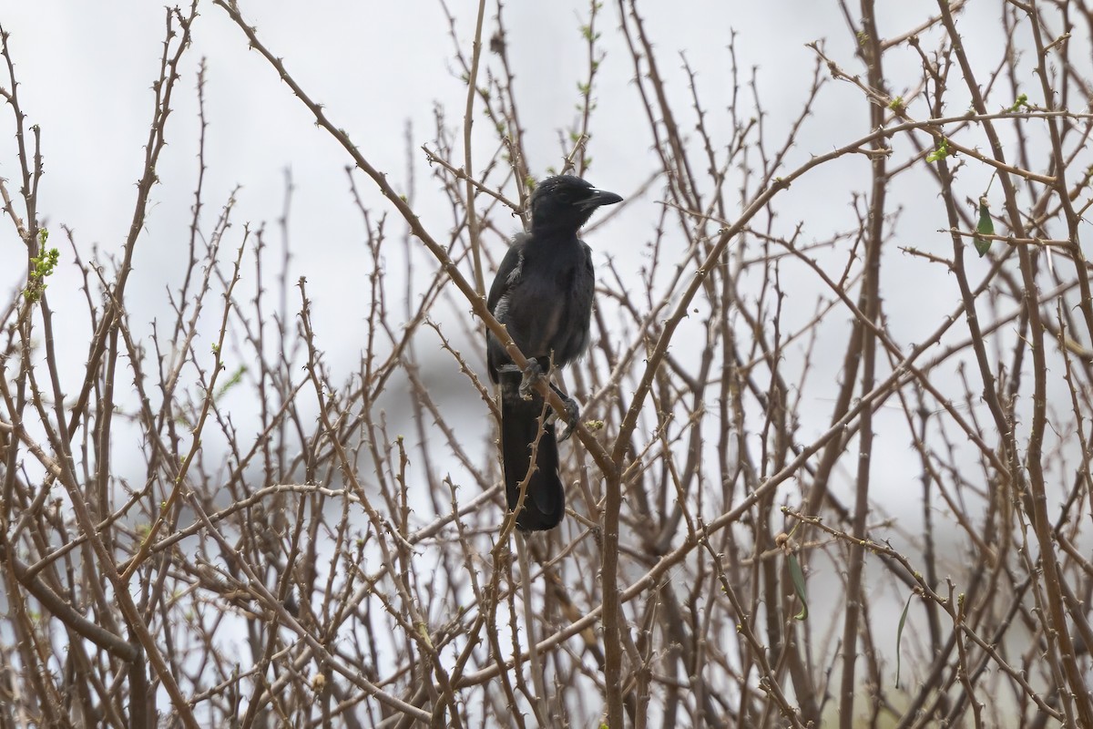 Slate-colored Boubou - ML646696090