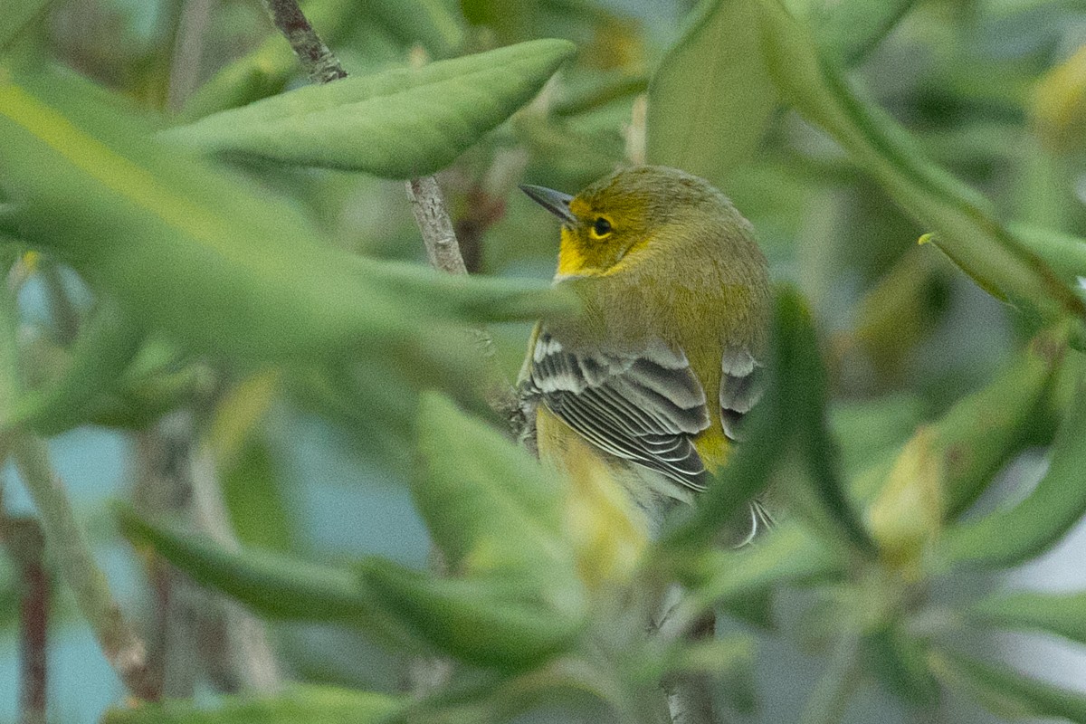Pine Warbler - ML646696091