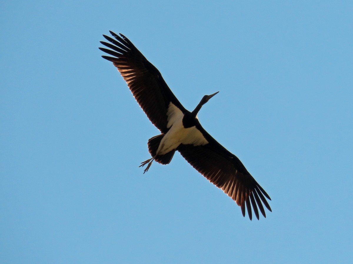 ナベコウ - ML646696092