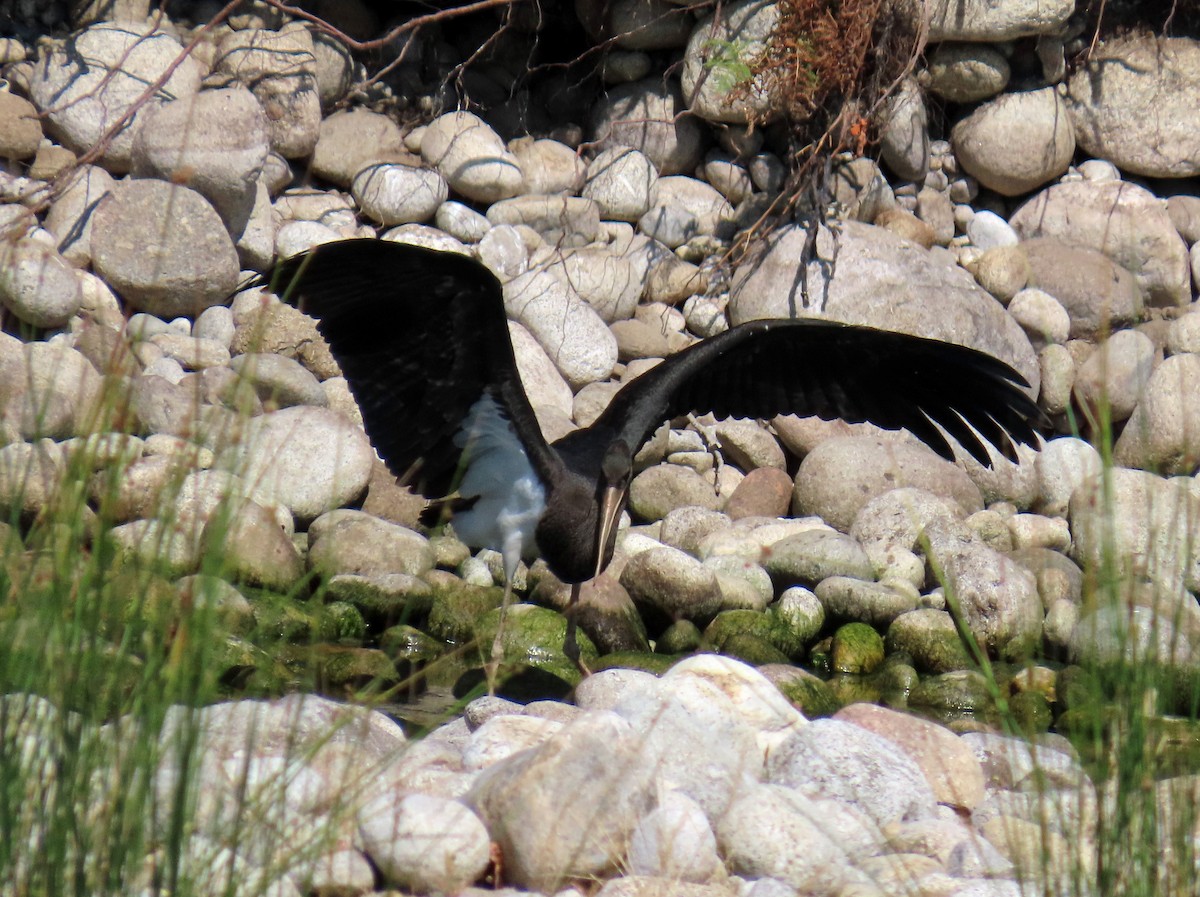 ナベコウ - ML646696093