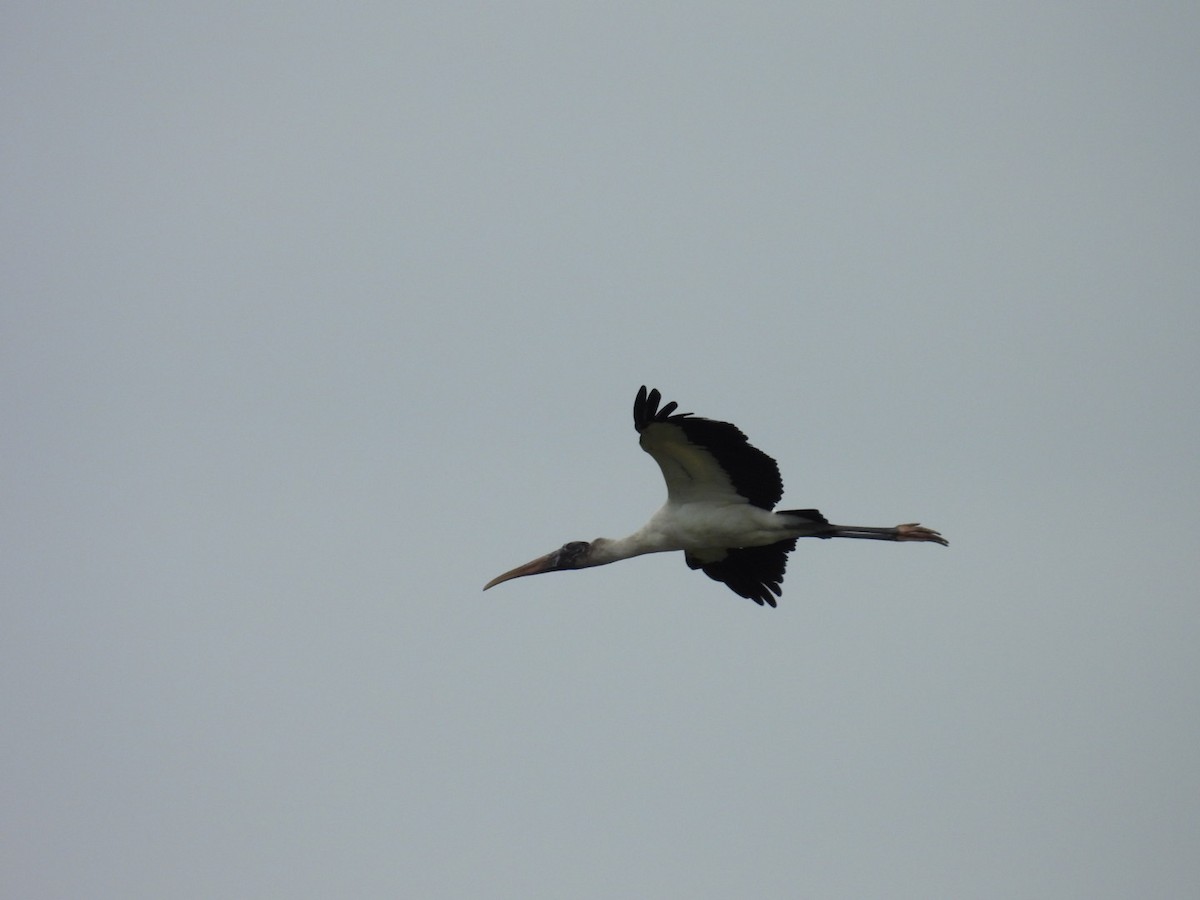 Wood Stork - ML646696099