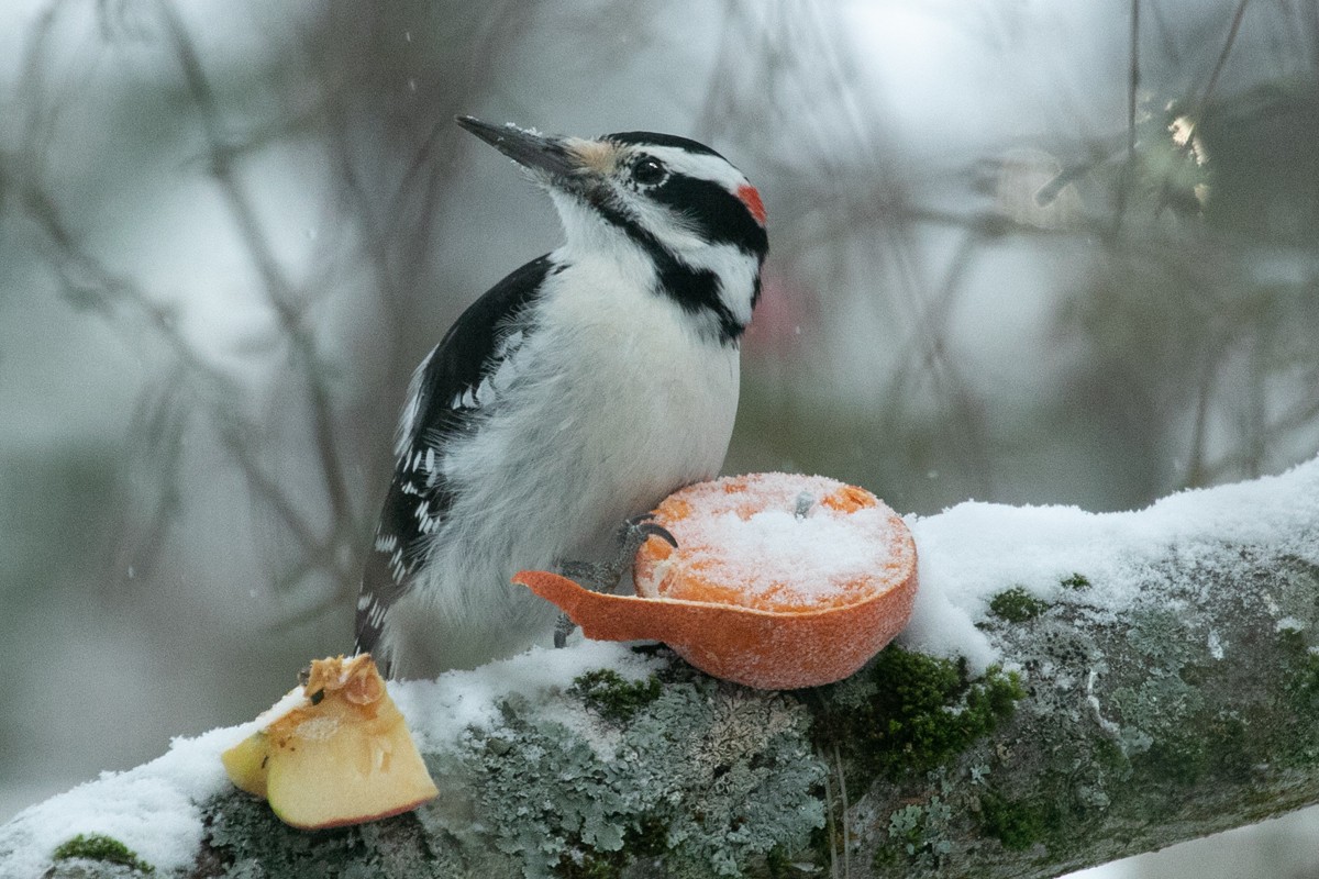 Hairy Woodpecker - ML646696100