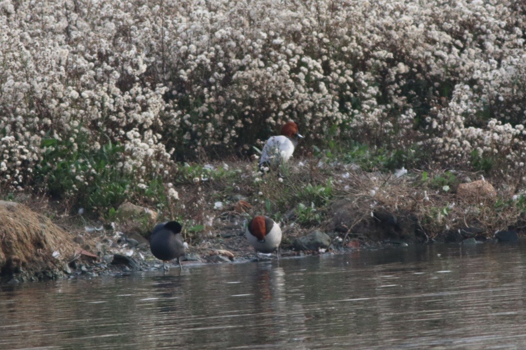 Murgilari arrunta - ML646696101