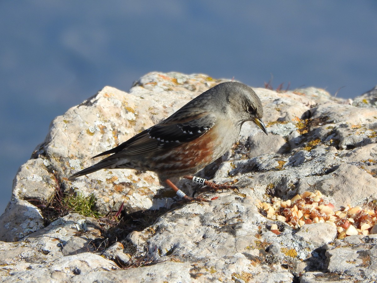 Büyük Dağbülbülü - ML646696102