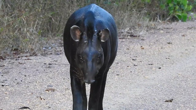 South American Tapir - ML646696103