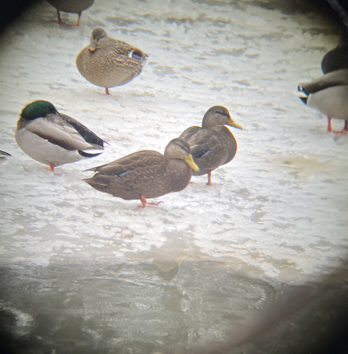 rødfotand - ML646696104