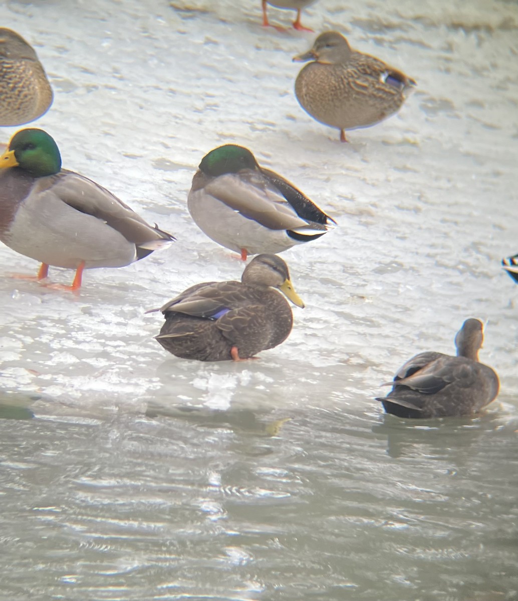 rødfotand - ML646696105