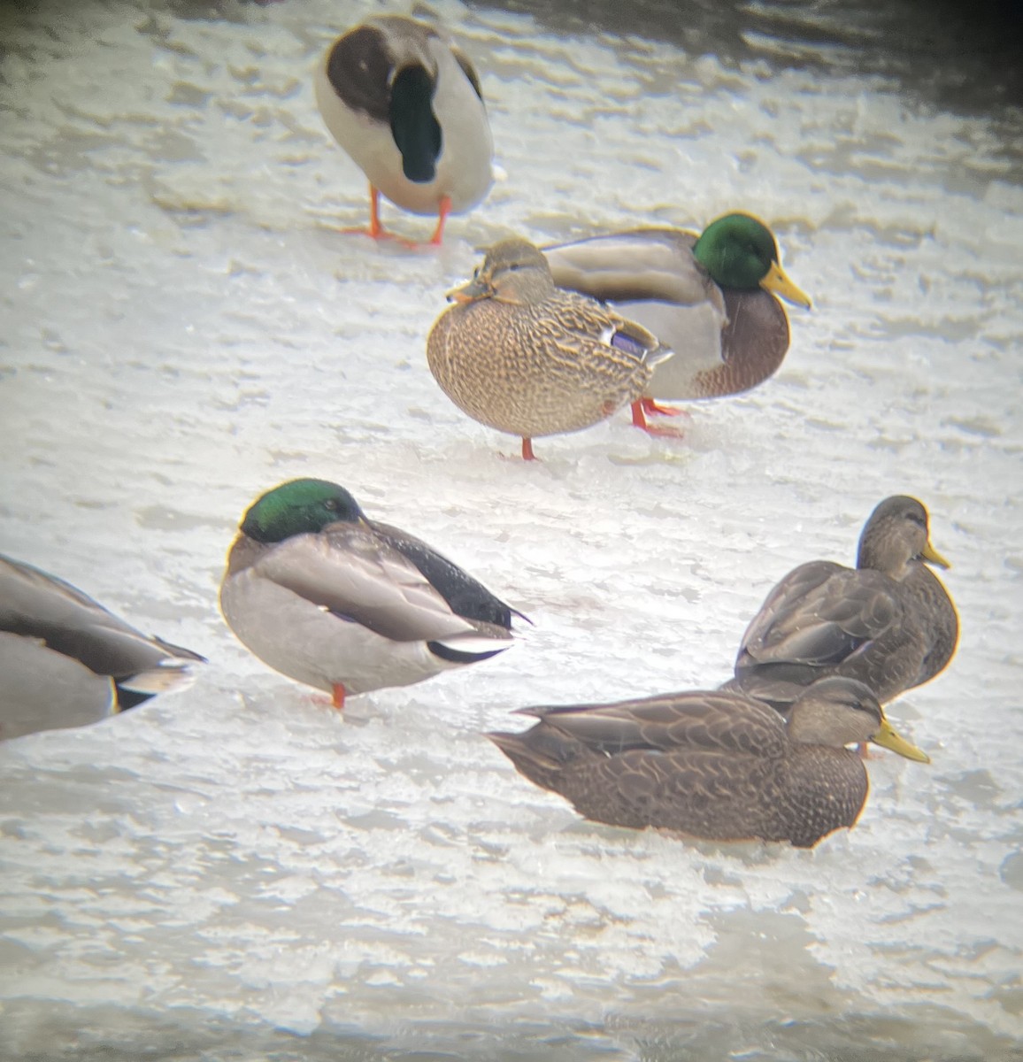 rødfotand - ML646696106