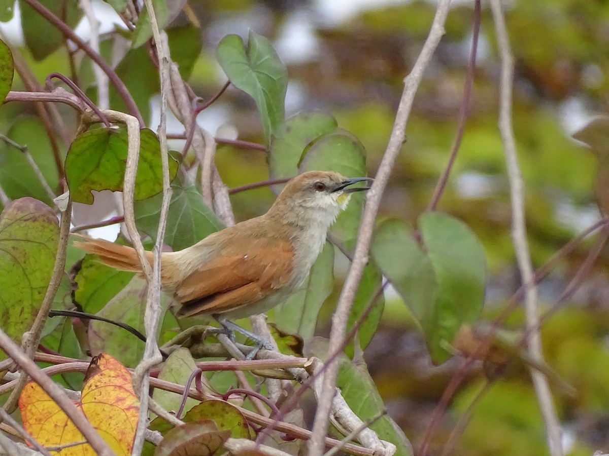 Yellow-chinned Spinetail - ML646696107