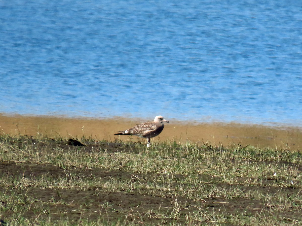 アカハシカモメ - ML646696109