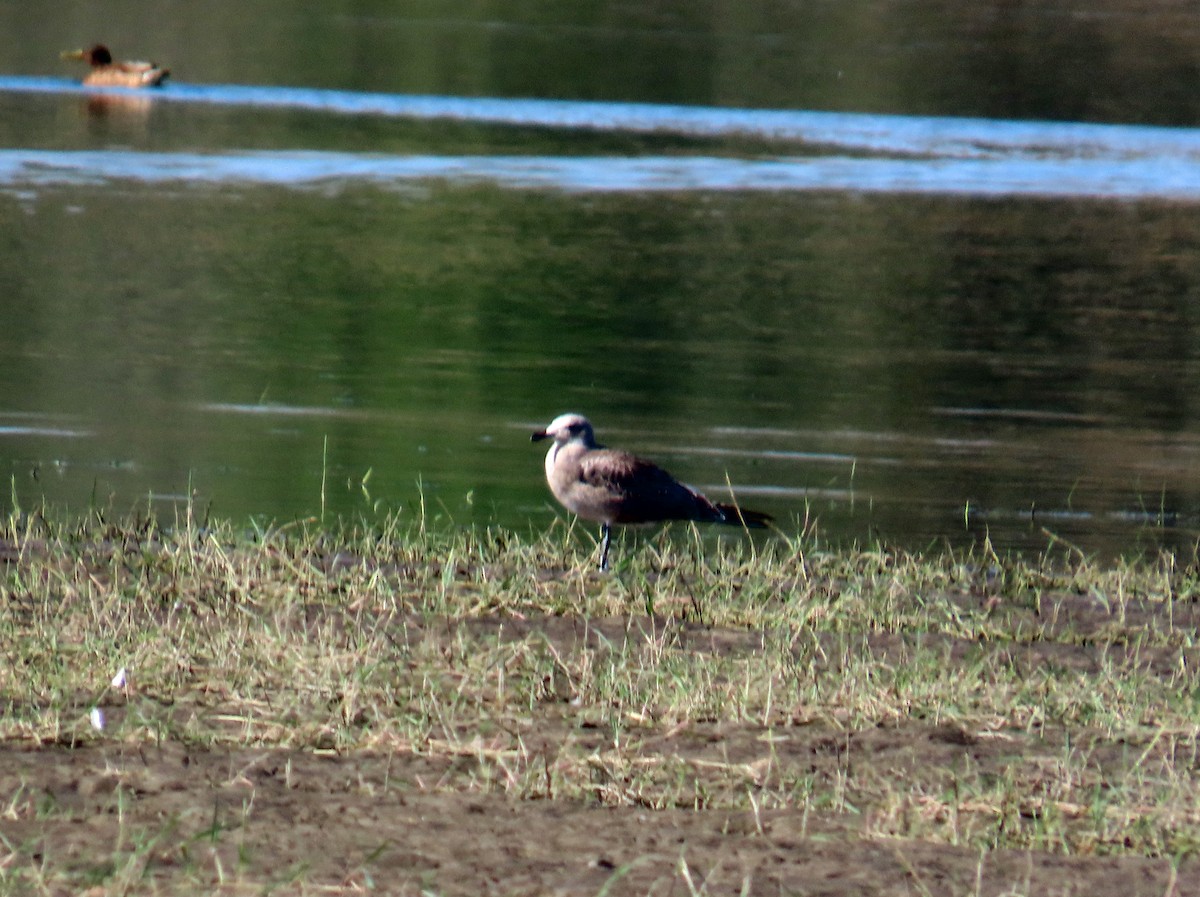 アカハシカモメ - ML646696110