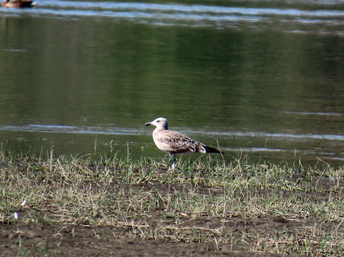 アカハシカモメ - ML646696111