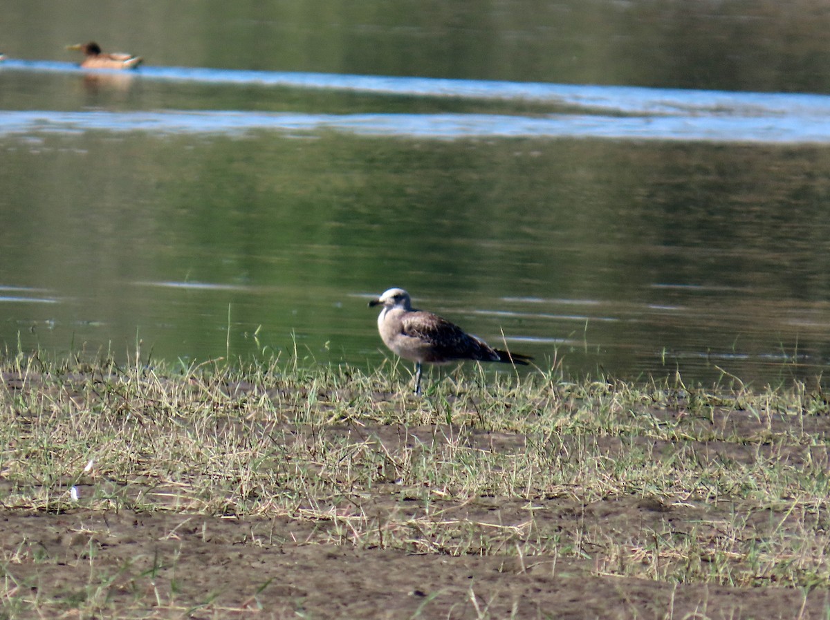 アカハシカモメ - ML646696112