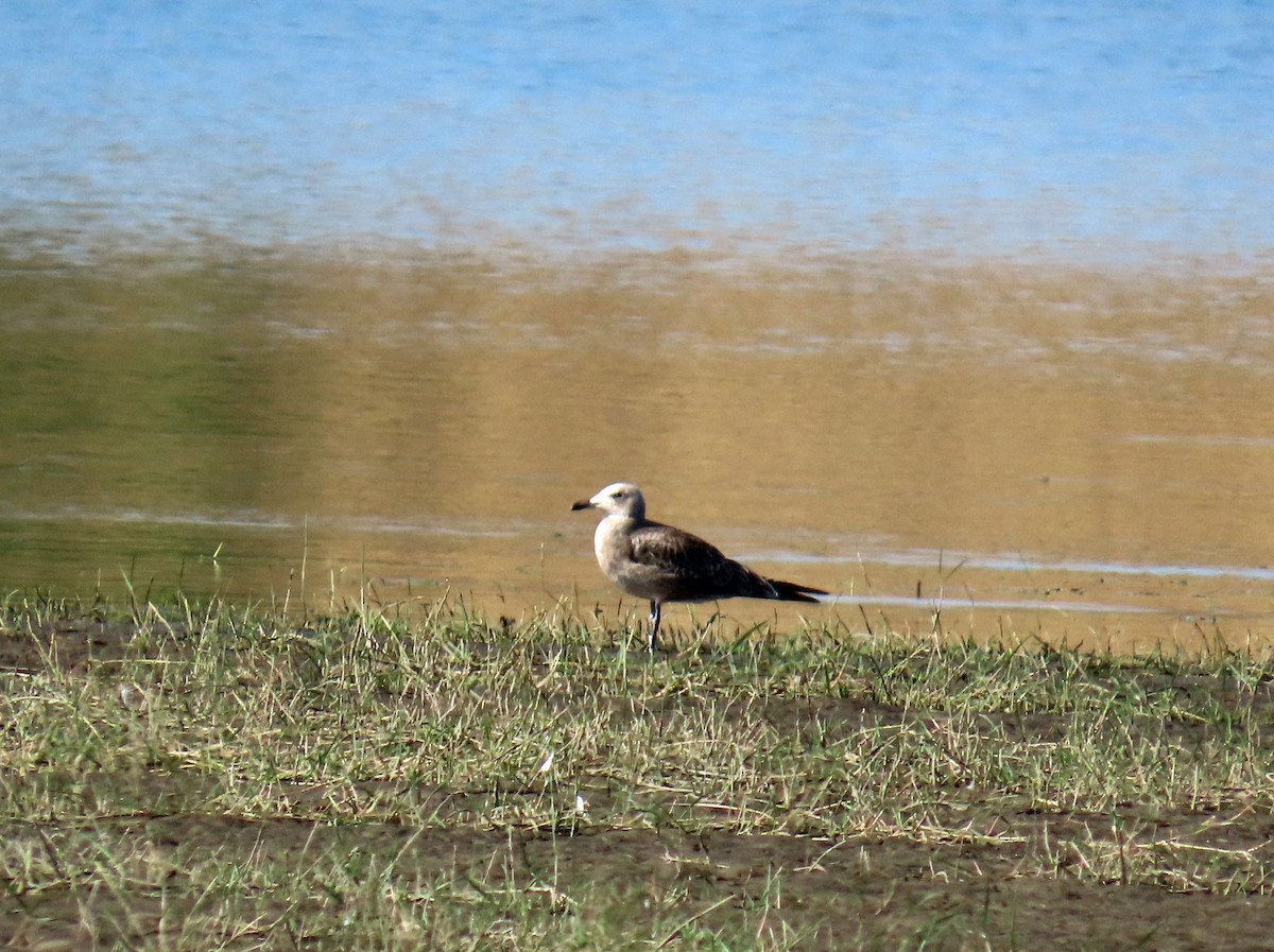 アカハシカモメ - ML646696113