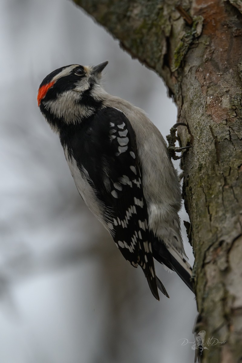 Downy Woodpecker - ML646696133