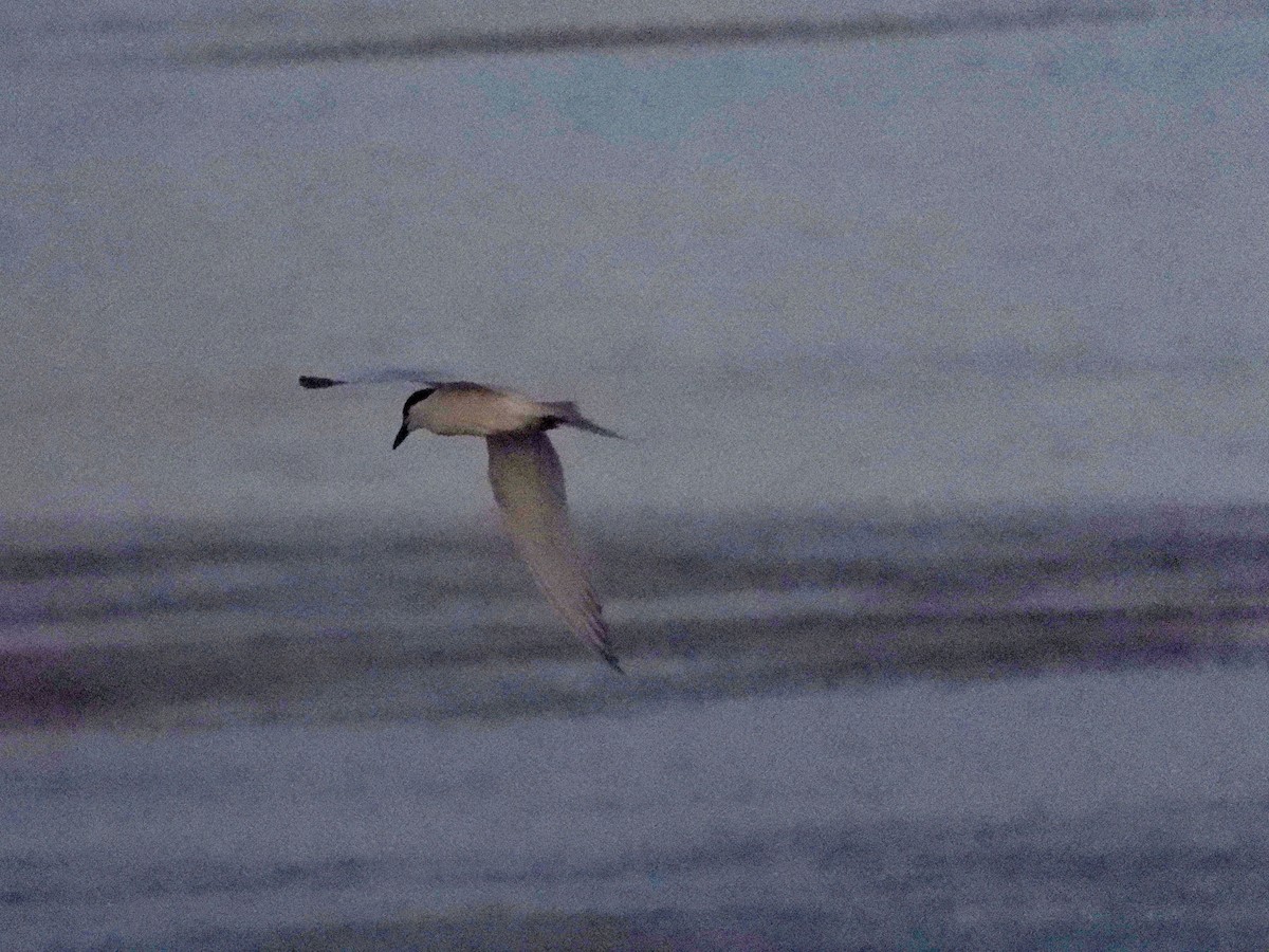 Gull-billed Tern - ML646696135