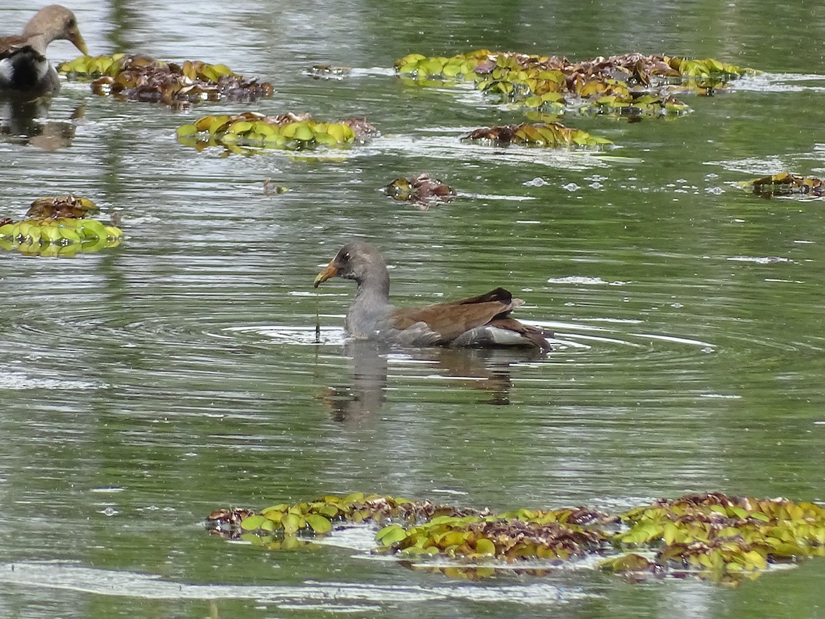 Common Gallinule - ML646696136