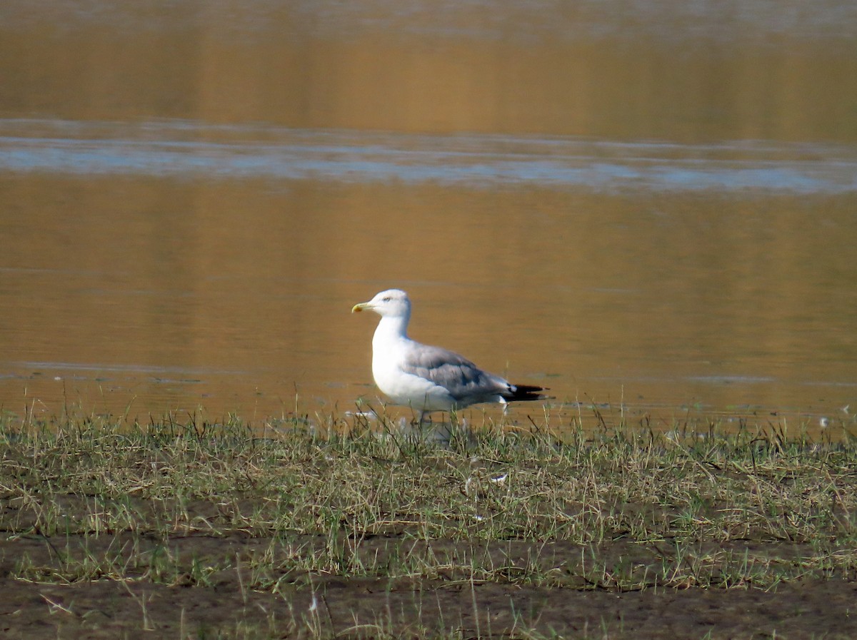 キアシセグロカモメ - ML646696138