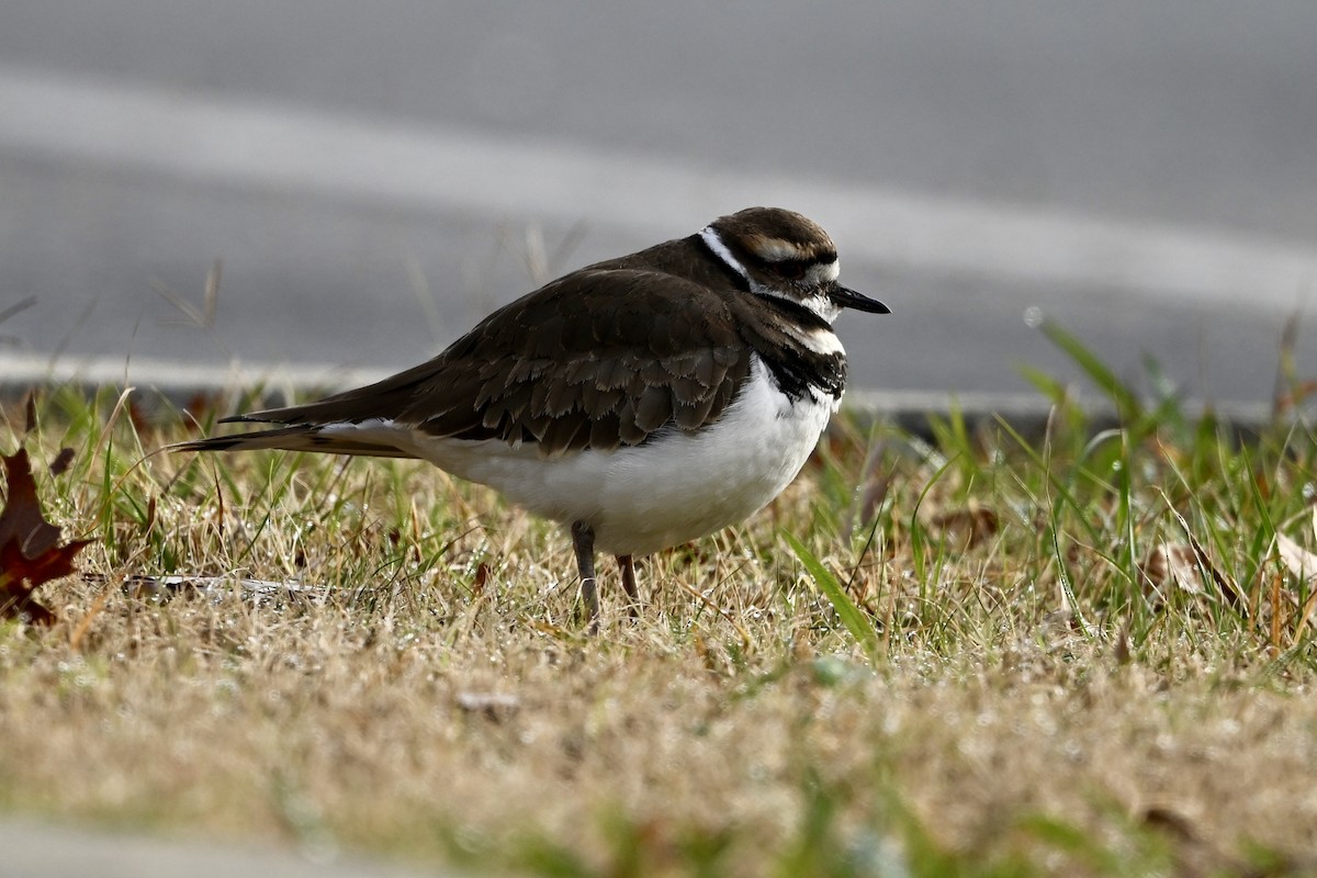 Killdeer - ML646696139