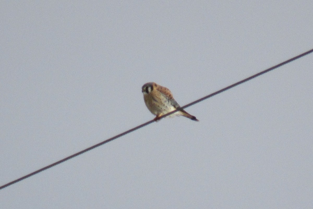 American Kestrel - ML646696141