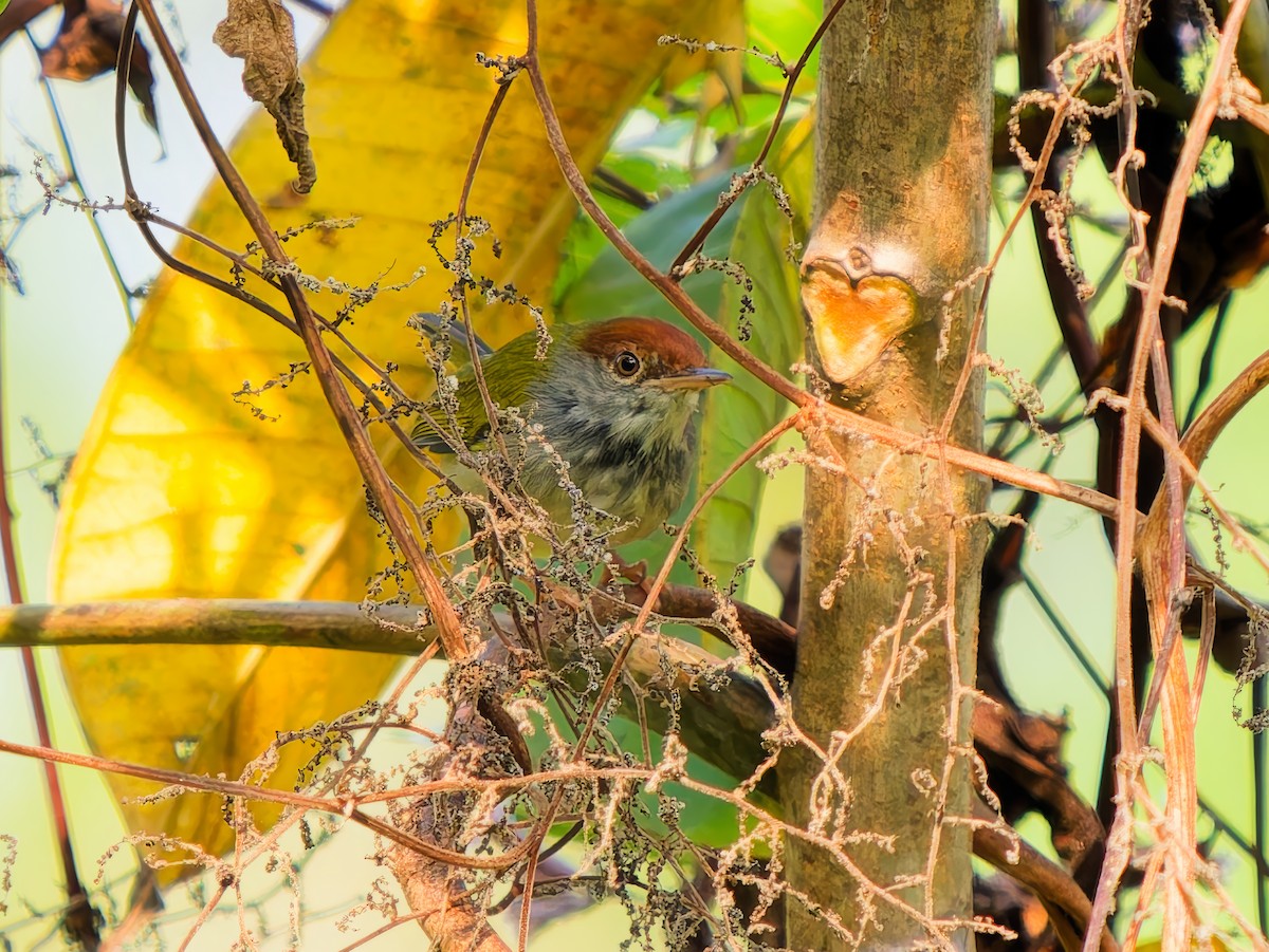 ノドグロサイホウチョウ - ML646696142