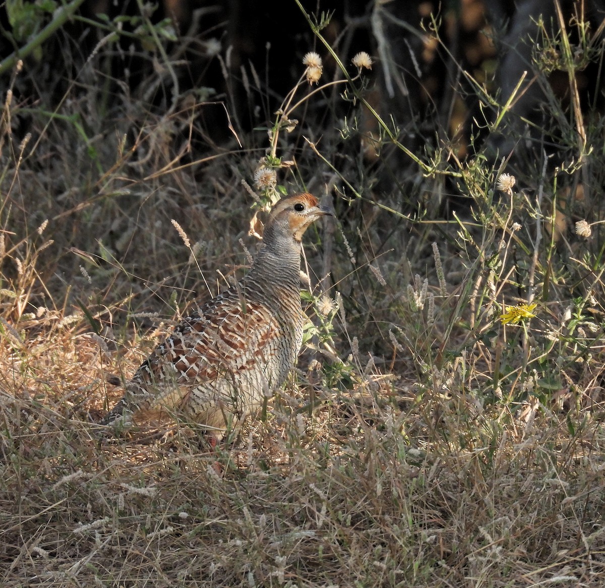 シマシャコ - ML646696150