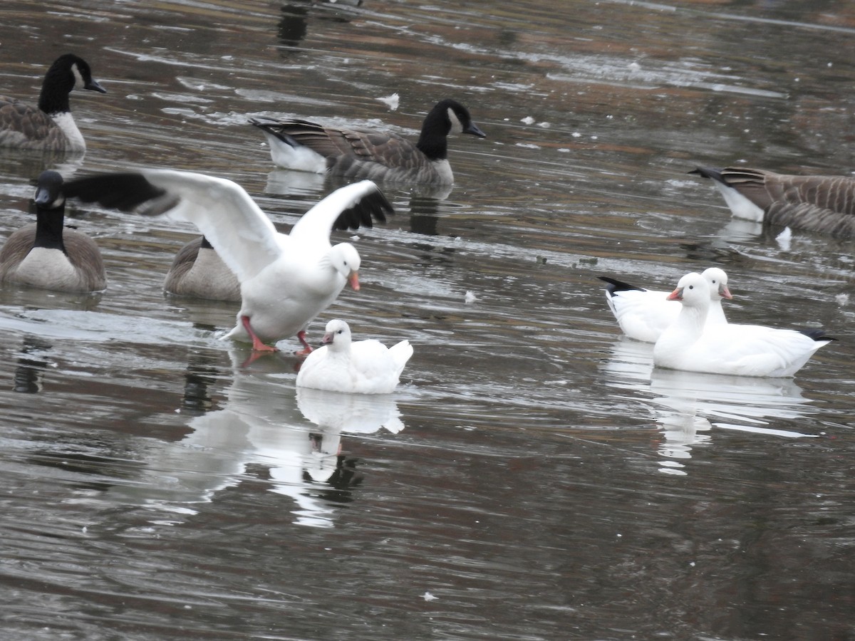Ross's Goose - ML646696151