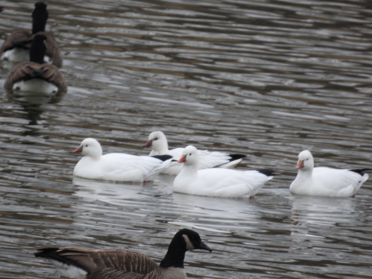 Ross's Goose - ML646696152