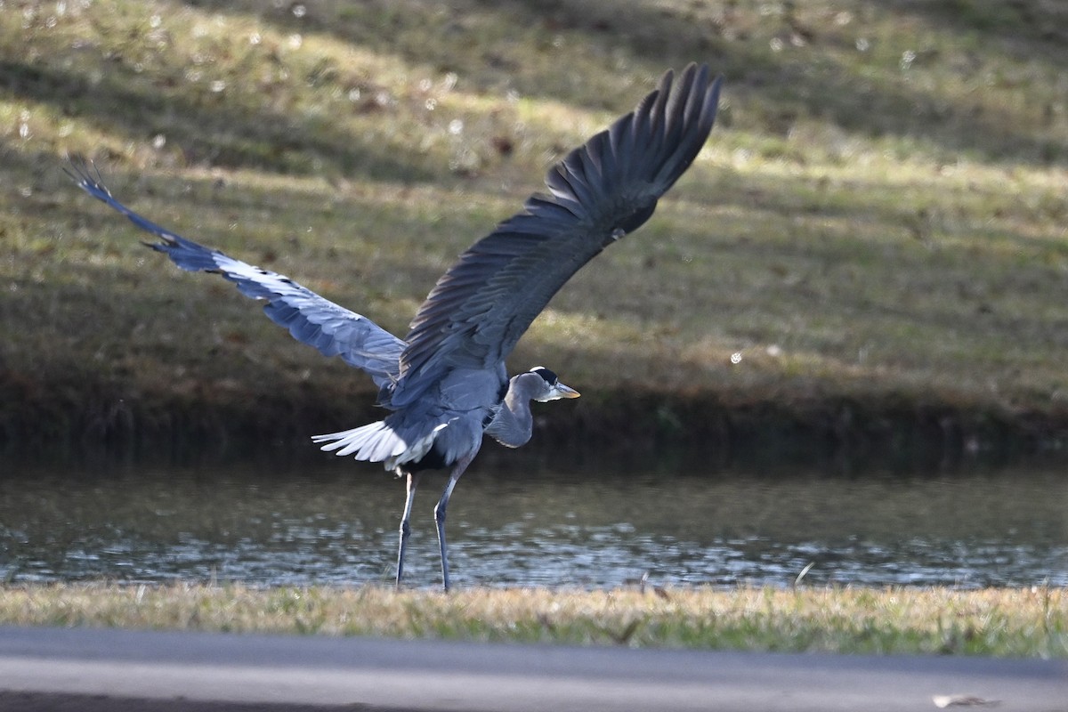Great Blue Heron - ML646696154