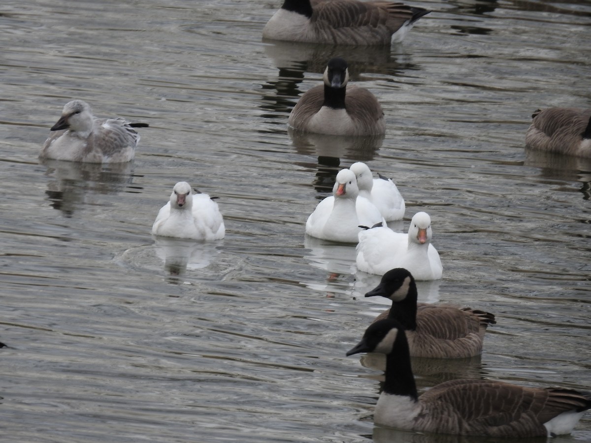 Ross's Goose - ML646696155
