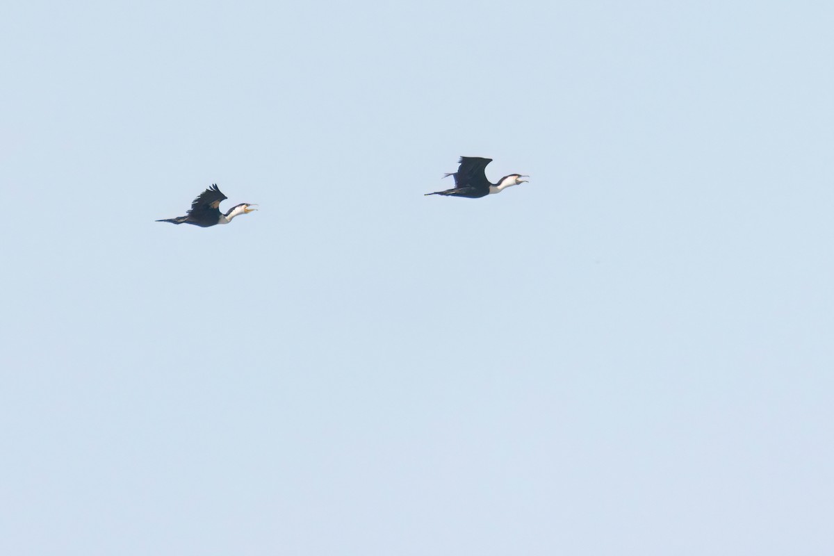 Grand Cormoran - ML646696159